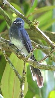 burung kipasan bukit