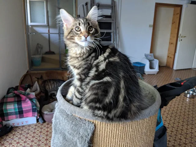 Maine Coon with a classic (blotched) tabby pattern