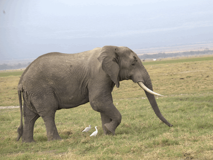 Elephant walking gracefully with companion bird