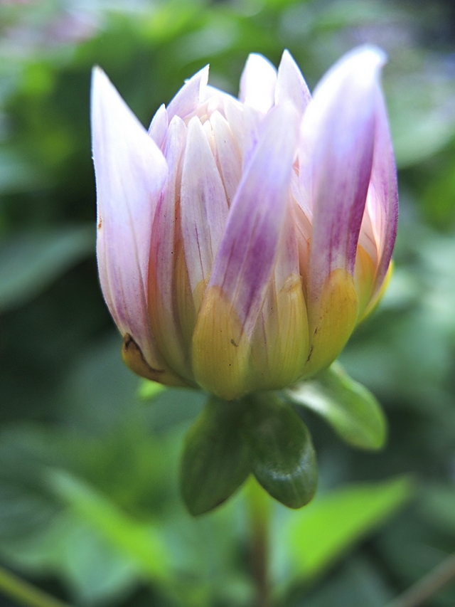 In mijn tuin: dahlia's!