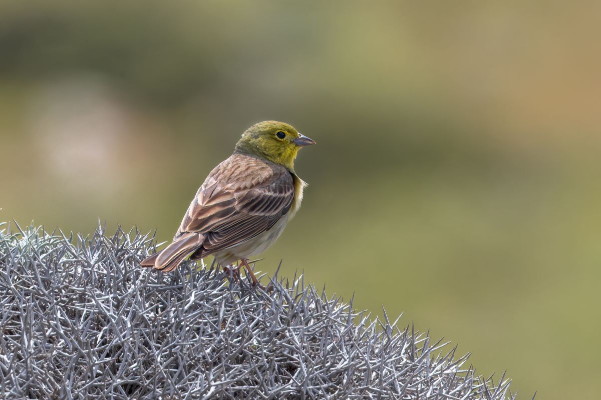 lesvos bird trip reports