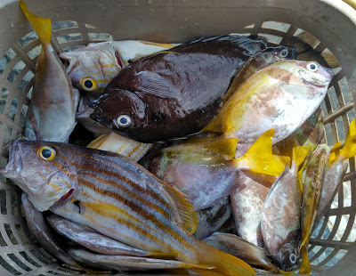 Balada Tak Makan Ikan Laut
