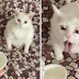(Video) Kucing hampir muntah & mata terjojol selepas hidu bau krim masam