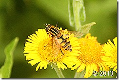 IMG_8773