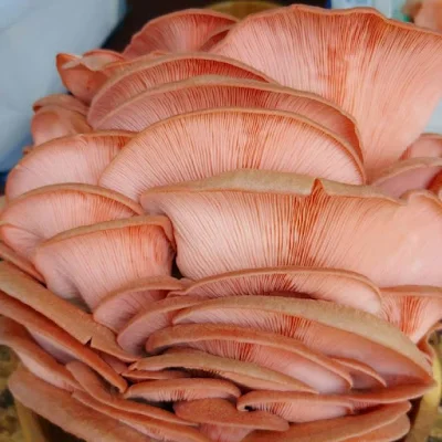 Pink oyster mushroom supply