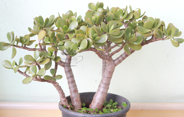 Planta Jade Crassula Ovata Como Cuidar E Fazer Florescer