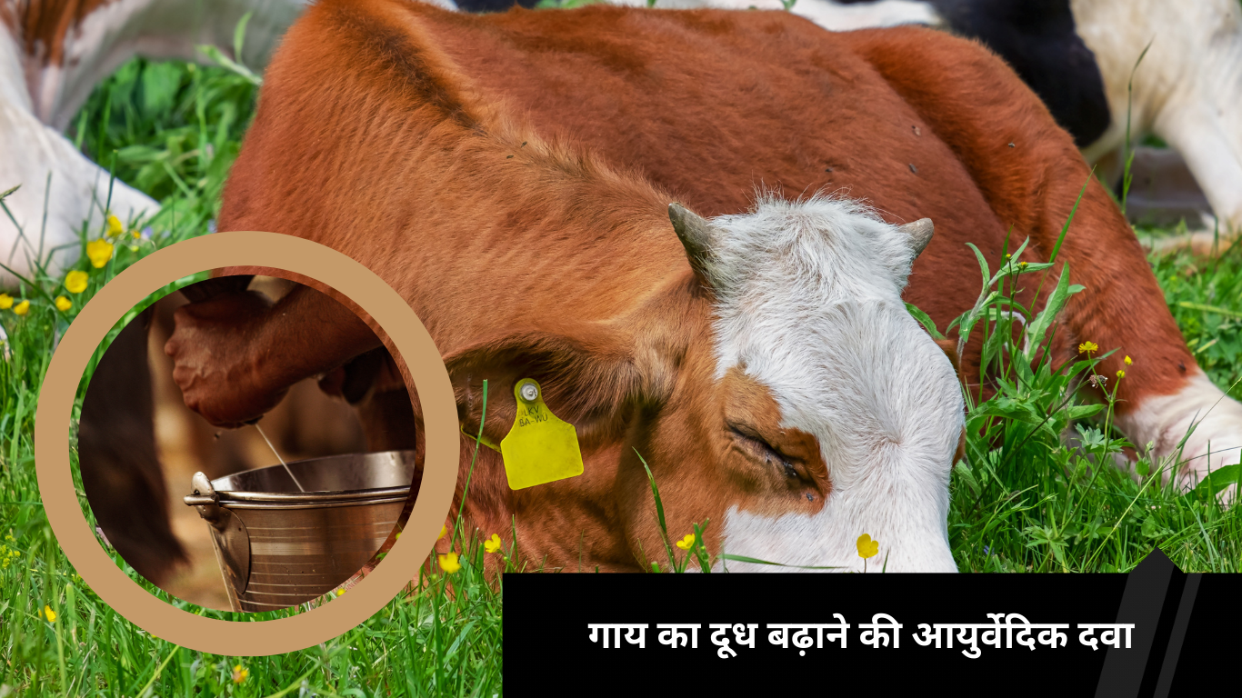 गाय का दूध बढ़ाने की आयुर्वेदिक दवा