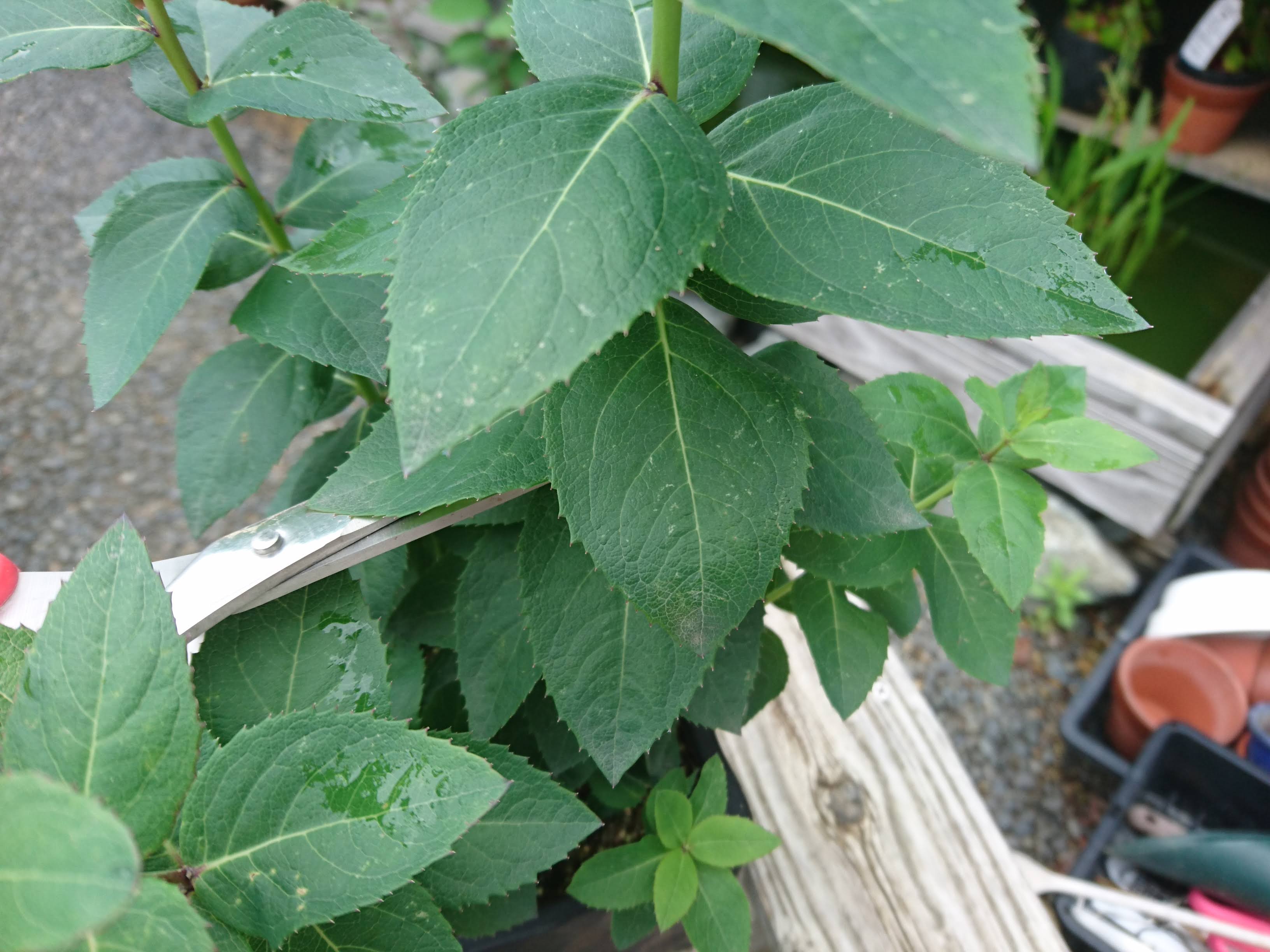 キキョウ 桔梗 の挿し芽 挿し木 を成功させるポイント 摘心や切り戻しの茎 枝 を使って株を増やす方法 メダカの大工