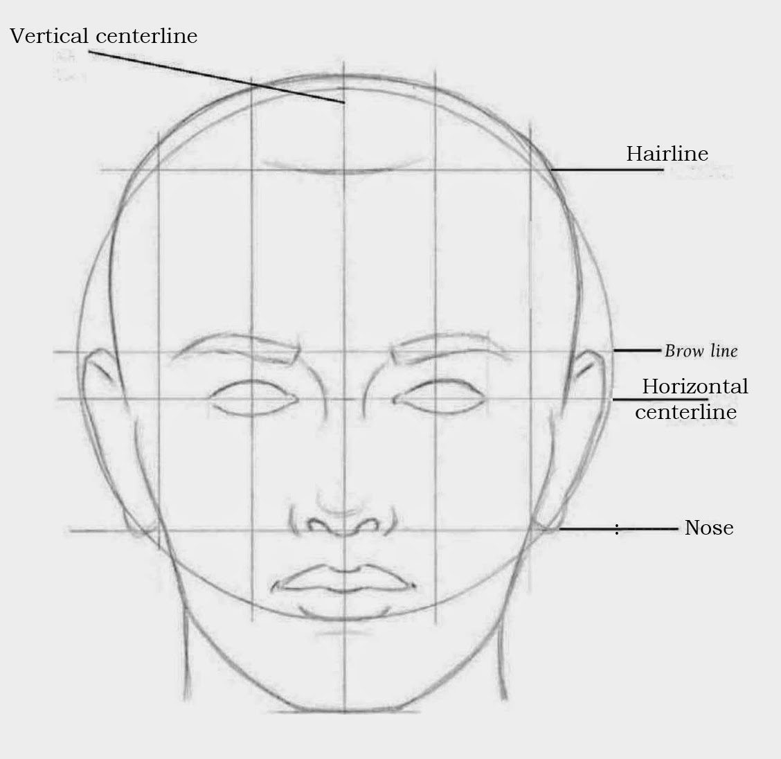 Drawings Adult Facial Proportions