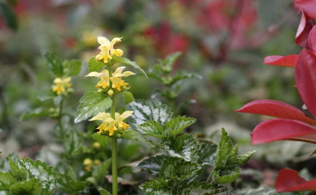 Yellow Archangel Flowers Pictures