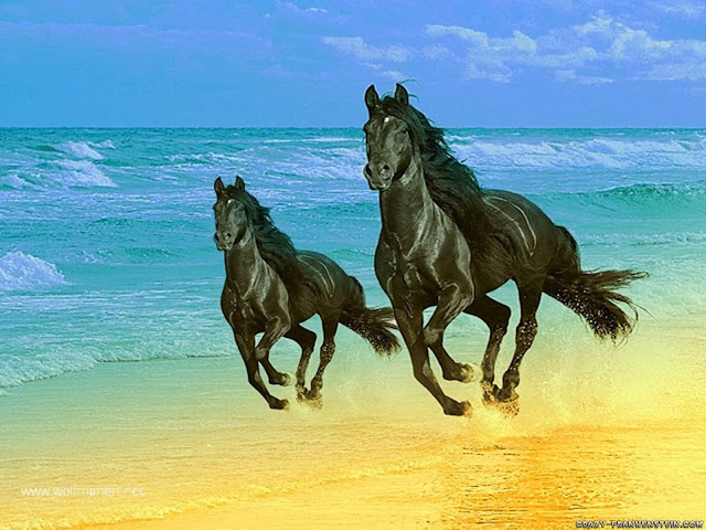 Beautiful Black Horse HD Wallpaper Free