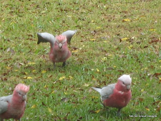 Silly Galahs