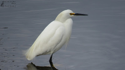 Garza chica (Egretta thula) / Coihuín, Puerto Montt