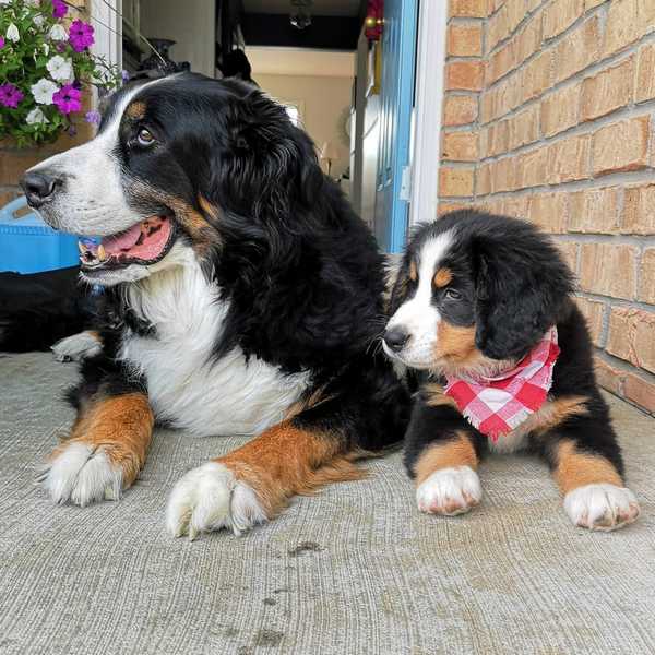 Bernese Mountain Dog