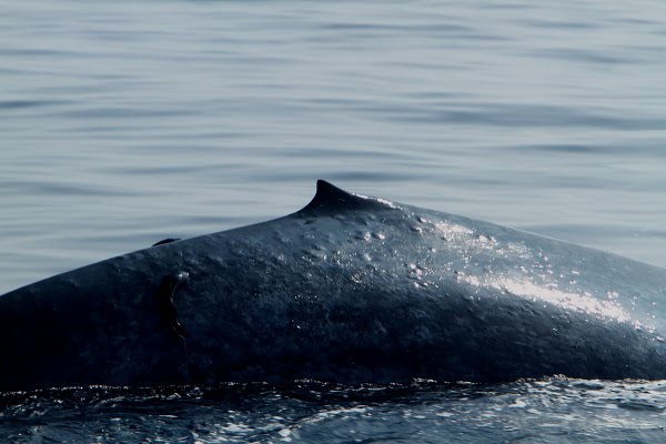 Blue Whales @ Mirissa Srilanka