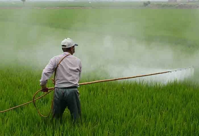 Kochi, News, Kerala, Top-Headlines, Agriculture, Chemical Pesticides, Usage, Reduced, Pesticides, Kerala: Chemical Pesticides usage reduced.