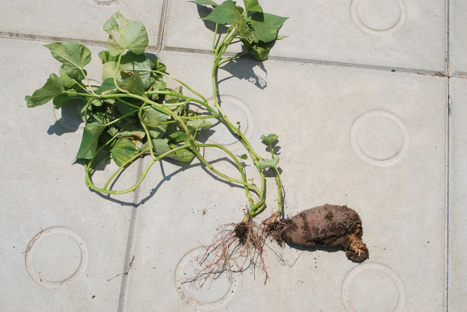 福岡ミミズ日記 芽が出てきたサツマイモを植えた土嚢袋どうなった 芋から出た芽には貧弱な根が 挿し穂の根にはもう芋が出来ていた