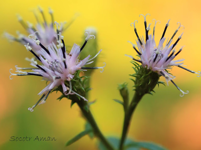 Saussurea sinuatoides