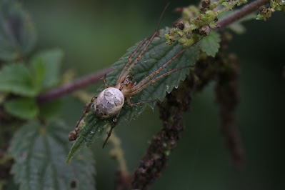 Herfstspin - - Metellina segmentata