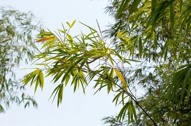 A bamboo tree with green leaves and lush foliage, showcasing the beauty and elegance of nature.