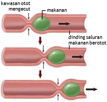 Sains 1 2 3: Sistem Pencernaan Manusia