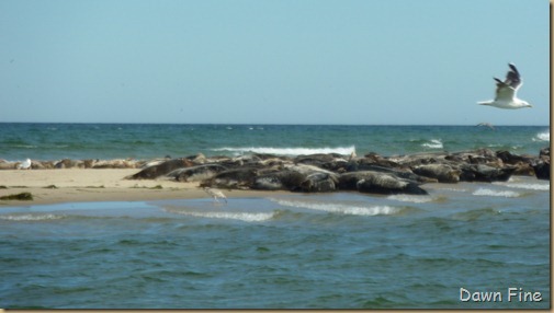 Cape Cod_076