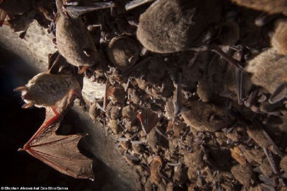 Cave Filled With Thousands of Bats