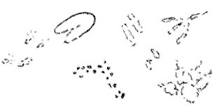 Animal Footprints in the snow