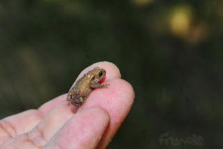 Sapo común (Bufo bufo), sacado de carretera.