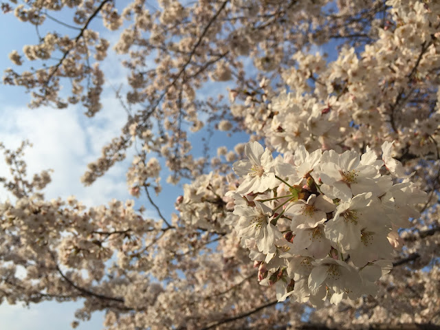 近場の桜はどこもキレイに咲いている🎵