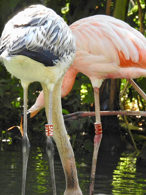 American Flamingo