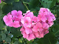 Photo by Sheila Webber My hydrangea August 2023