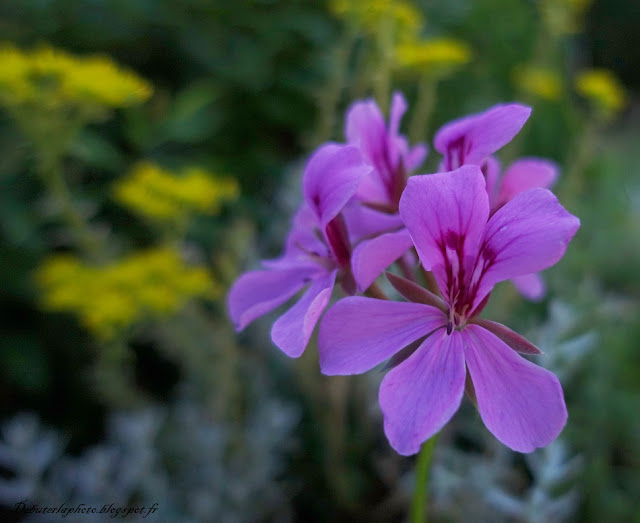 géranium lierre 