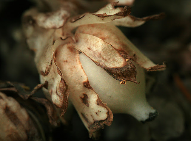 Вертляницевидка низкая / Монотропаструм низкий (Monotropastrum humile, =Monotropastrum globosum)