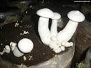 Cultivation of milky mushroom