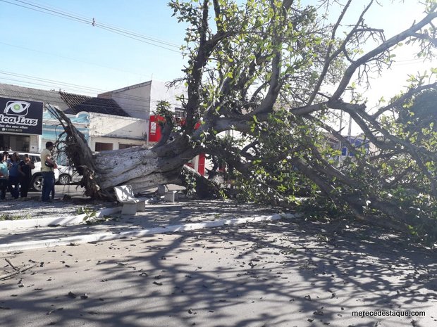 Gameleira centenária cai na Avenida Padre Zuzinha, em Santa Cruz do Capibaribe