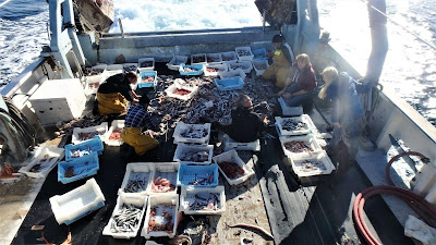 Pescaturismo Mallorca Los turistas disfrutan con las historias de los pescadores