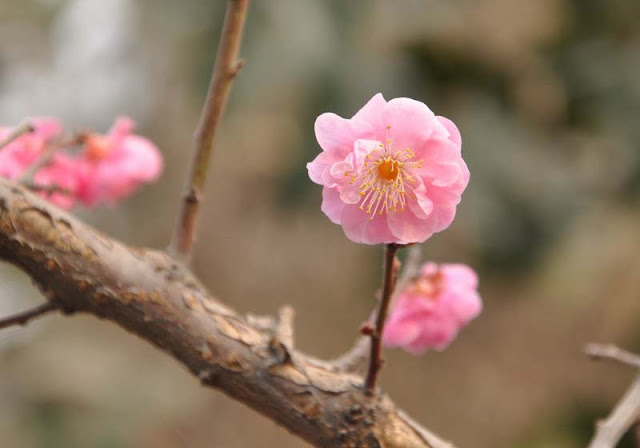 Plum Flowers