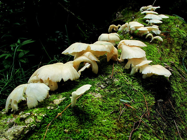 Oyster Mushrooms (Pleurotus ostreatus)