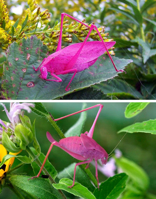 Hewan Unik Berwarna Merah Muda