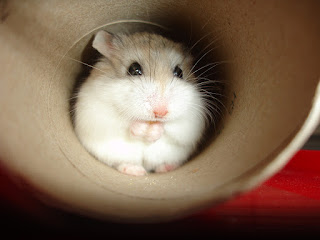 cute-hamster-in-tube