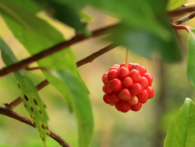 Kadsura japonica