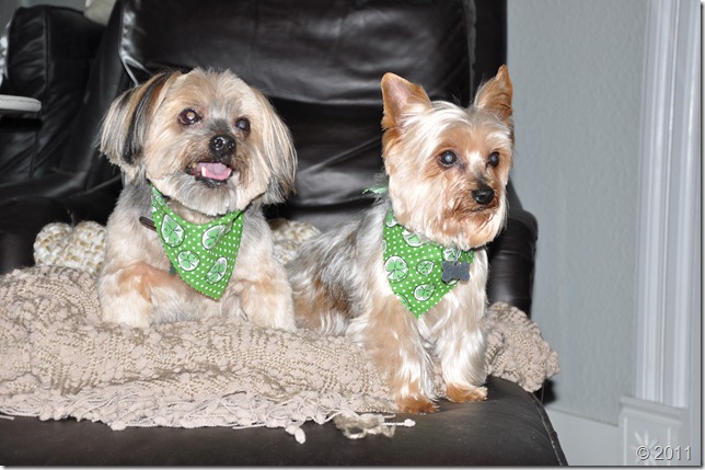 St Patricks Day 011