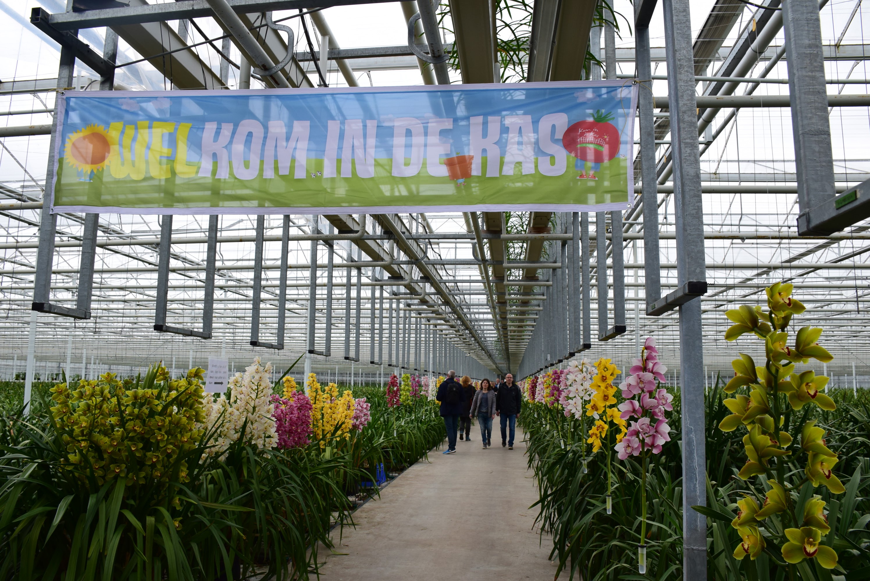 Lucy的園藝與生活頻道 荷蘭的溫室開放日活動 荷蘭 花卉 園藝 溫室