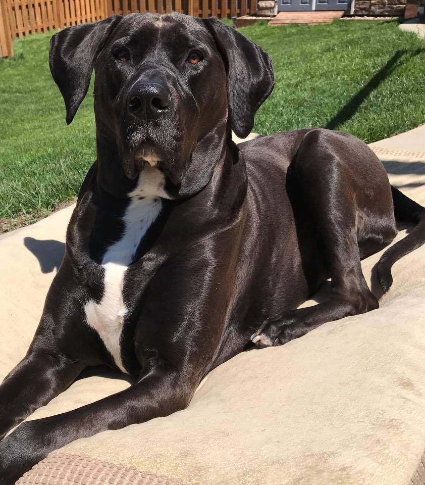 American Bull Dane Feels Better With Supplements For Acid ...