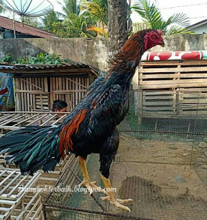  Cara merawat anakan ayam aduan umur 0 sampai 7 bulan