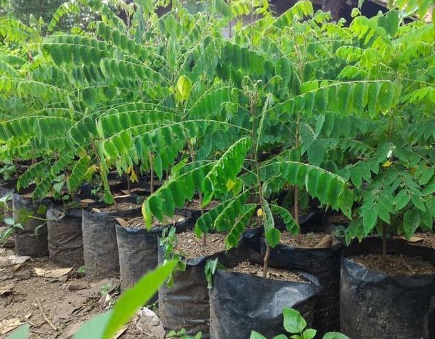 bibit pohon belimbing cerme mutu terjamin super genjah Maluku Utara