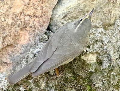 Sulphur-bellied Warbler