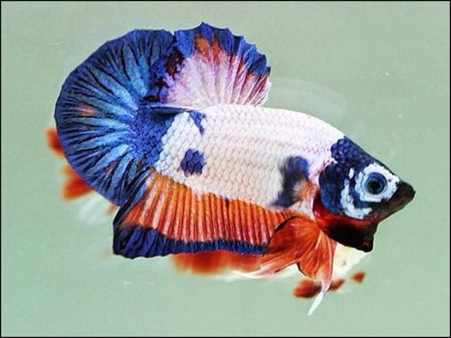 Gambar Gigi Ikan Cupang Aduan Super Terganas Dan Termahal
