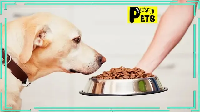 Choosing the Best Dog Food: The Ultimate Guide.